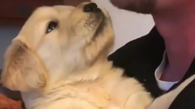 Baby dog