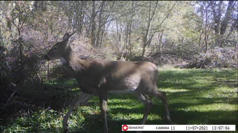 Backyard Trail Cam - Doe