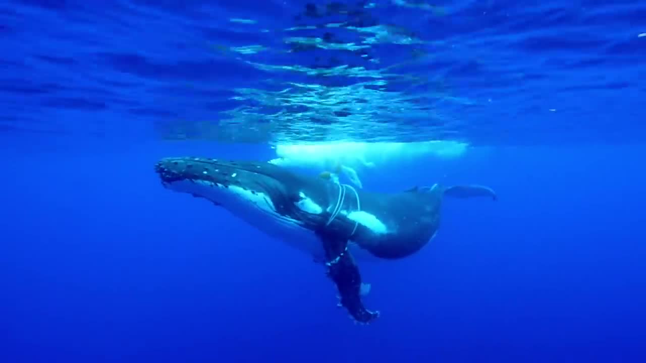 Tangled mother Humpback whale needs help