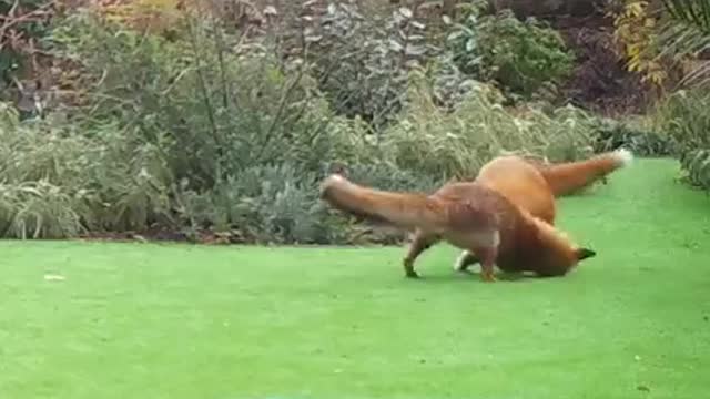 Playing foxes