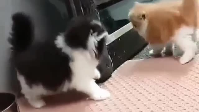 Naughty kittens funny fight | funny baby | funny kitten | #funnybaby #funnycatmoment #funnykitten