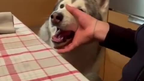 Husky Beatbox🐕❤🥁