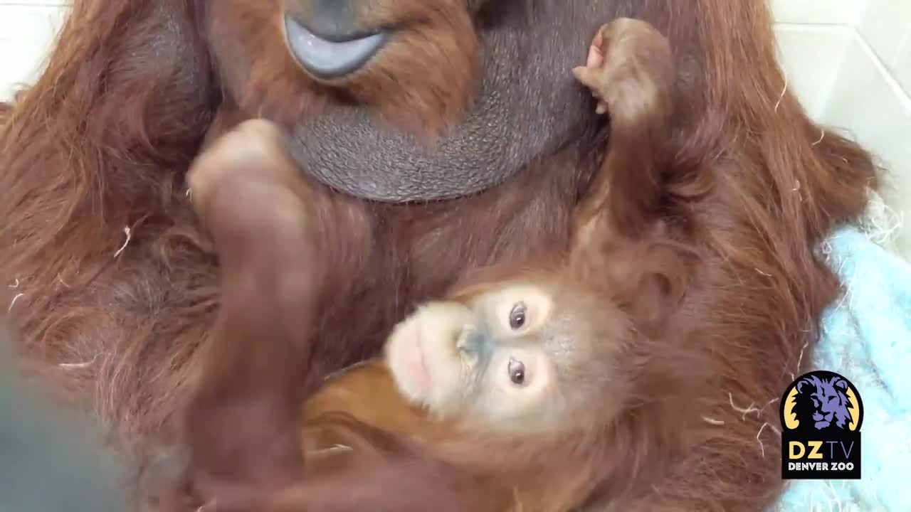 Orangutan father and daughter: Cerah and Berani