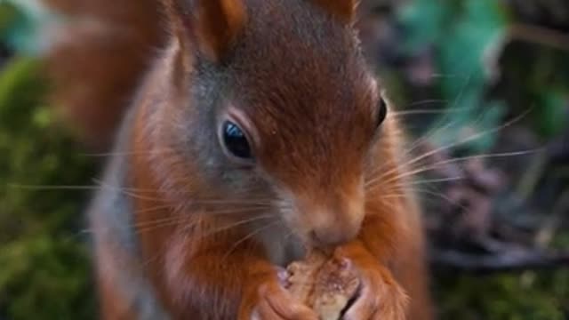 Eichhörnchen Nahaufnahme | Wildlife Germany