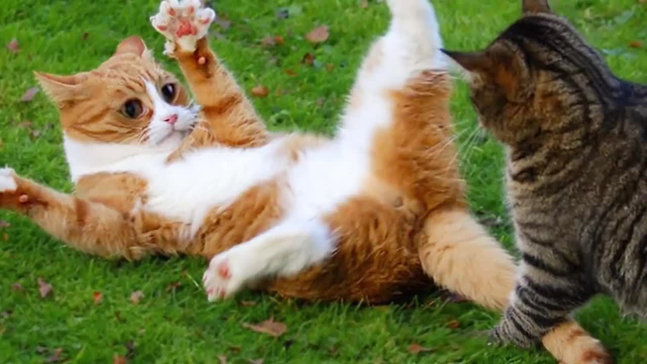 Funny moments with cats