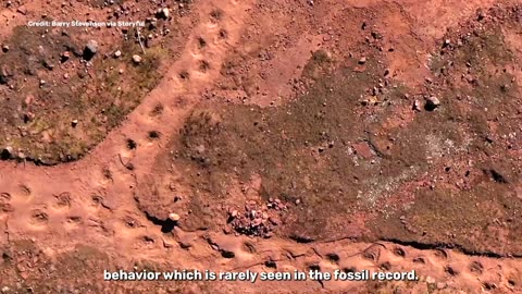 Longest continuous line of dinosaur footprints: see drone footage