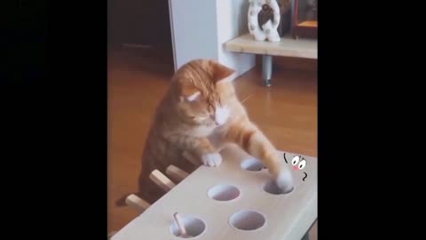 Cats🐈 funny 😀moments🔥🔥🔥🔥🔥