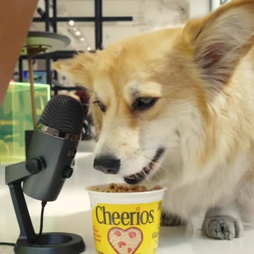 Maxine the fluffly Corgi enjoys Cheerios