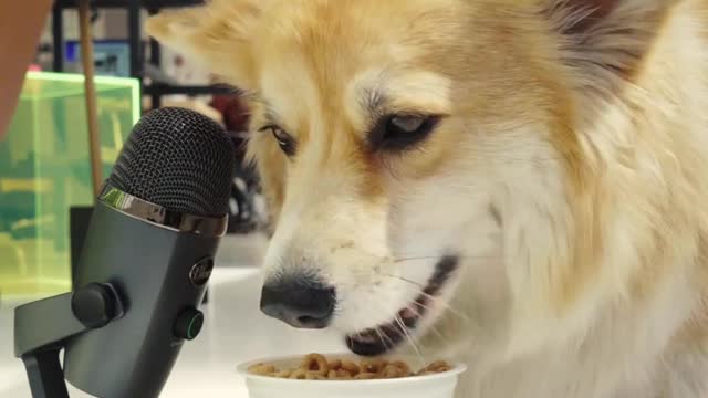 Maxine the fluffly Corgi enjoys Cheerios