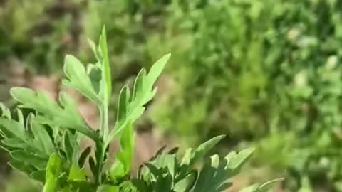 PARLAGFŰ - az egyik legnemesebb gyógynövényünk