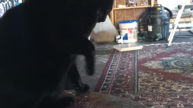 Black cat and white cat fighting with one another