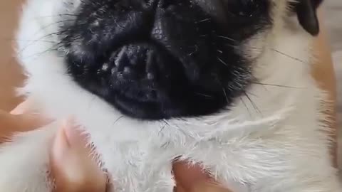 The most funniest moment of puppies #2