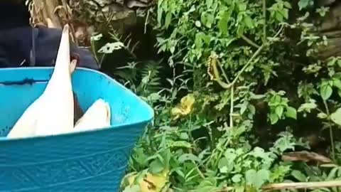 Cute boy helps parents collect corn