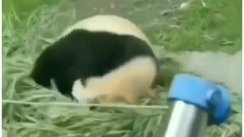 funny animals video