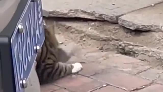 nice hunter 😸😊