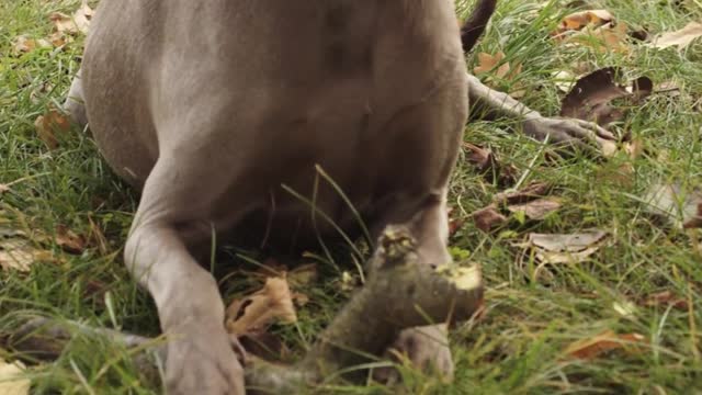 Professional Hunting Dog Reaction