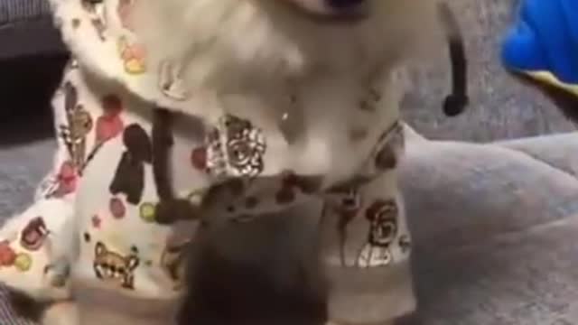 Cleverer test for dog (try not to laugh)