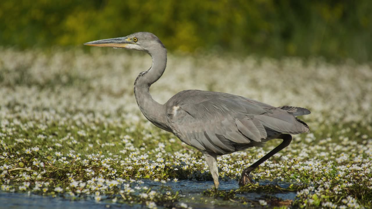 TheGrey Heron: Close Up HD Footage (Ardea cinerea)