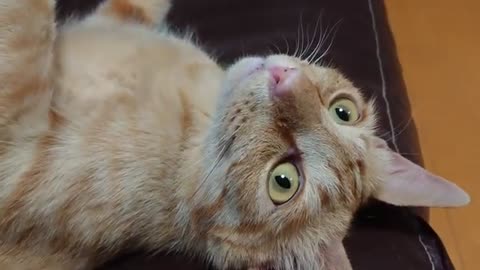 Funny Cat lying on sofa