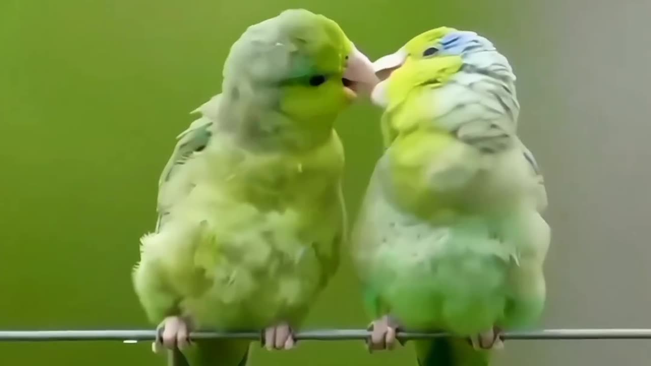Animal video