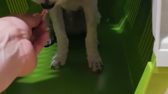 Korean dog 5