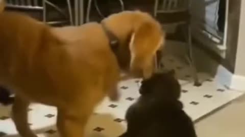 Cute cat and dog very funny video 🤣🤣