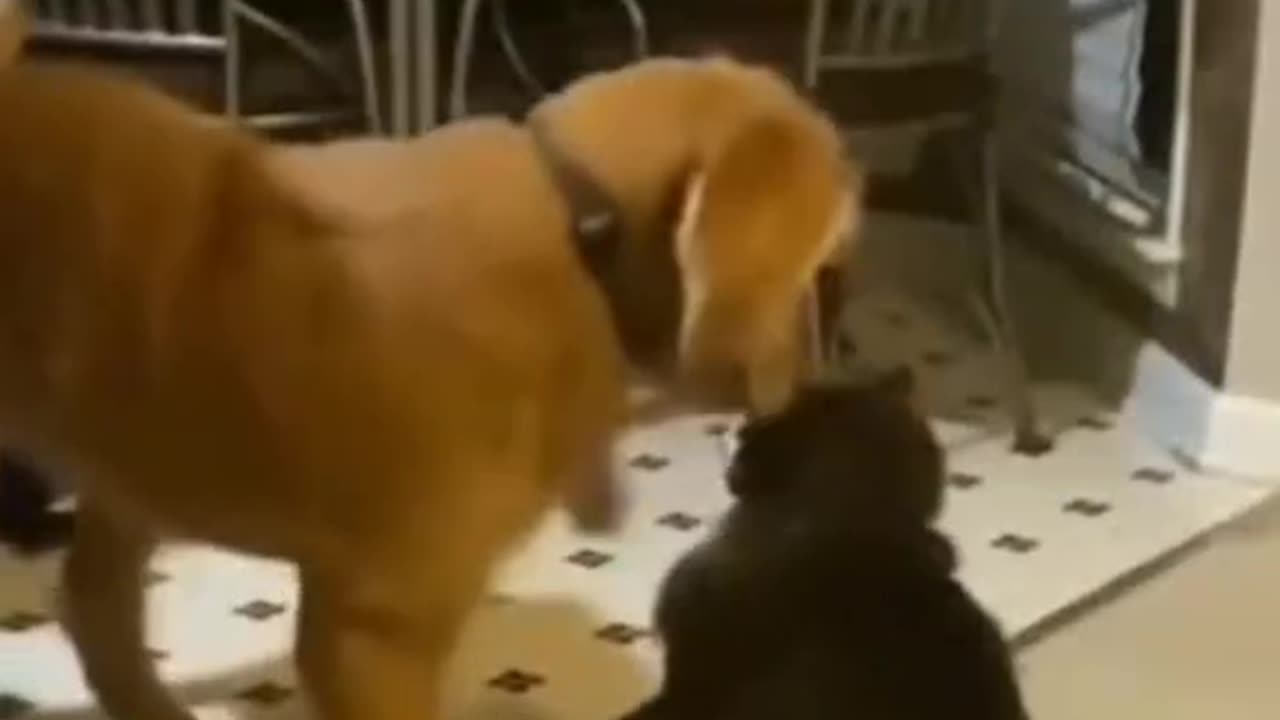 Cute cat and dog very funny video 🤣🤣