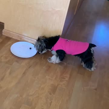 Yorkie Gets into Argument with Blueberry