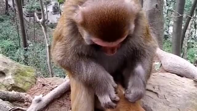 The monkey is looking for lice for the baby