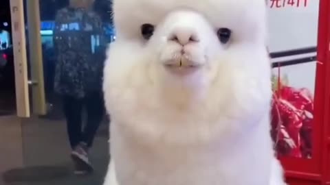 Alpaca Says Hi