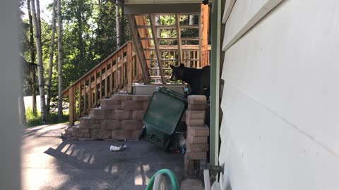 Bear Tears Through Trash for a Treat