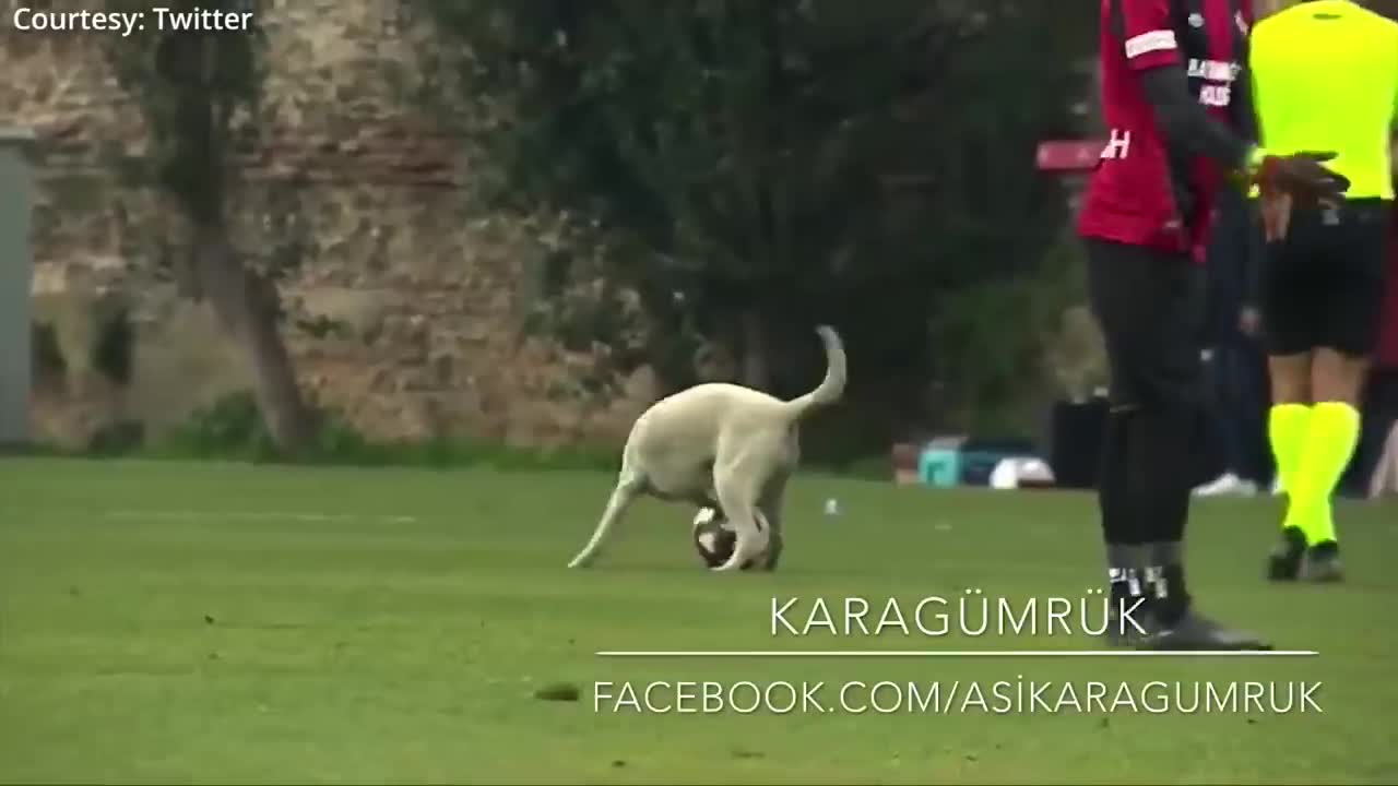 A dog interrupted kicked a goal in middle of the football match