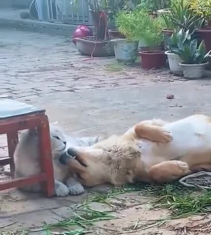 just wants a lil kitty love