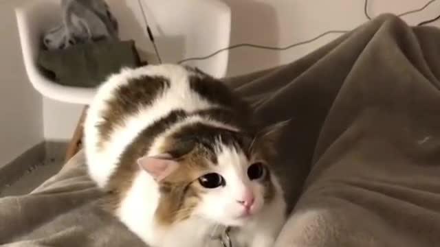 Gato fofinho dançando