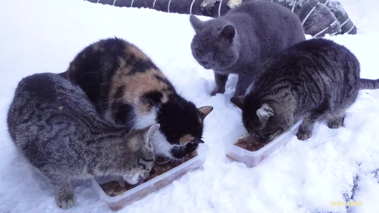 A disabled cat and three cats