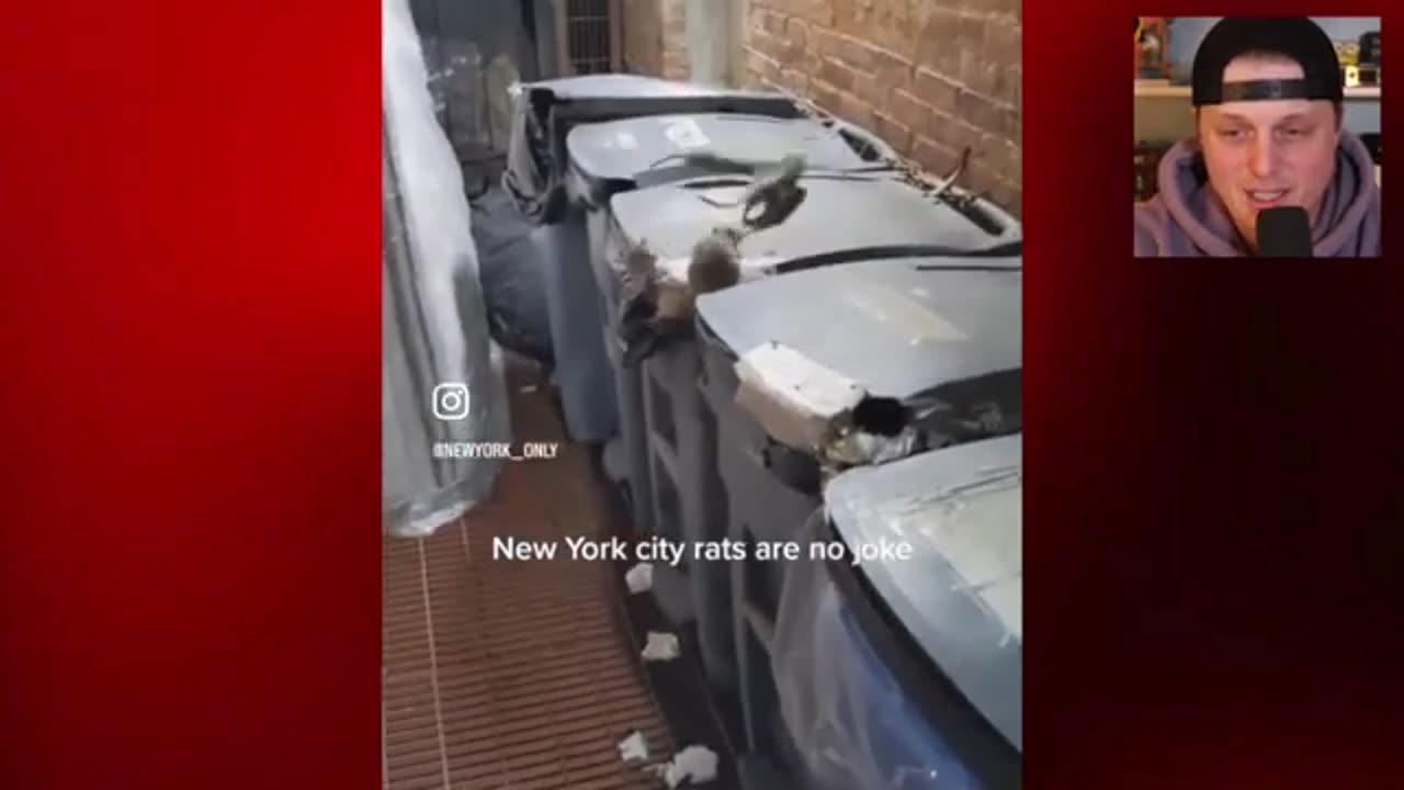 Rats A Plenty In NY