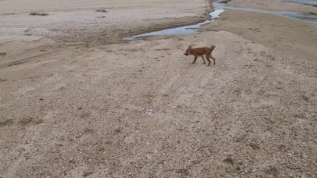 Korea happy dog