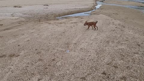 Korea happy dog