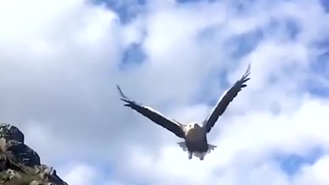سائح على الشاطئ يطعم النورس
