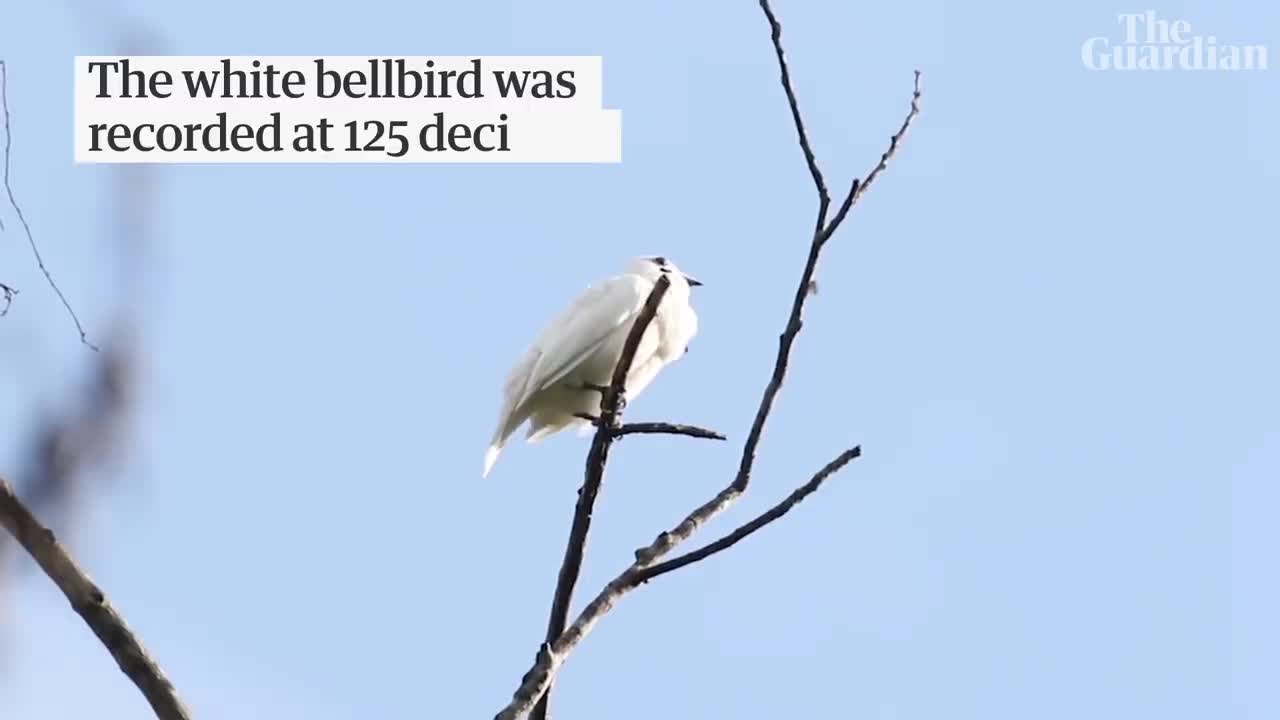 White bellbird: listen to the world's loudest bird call