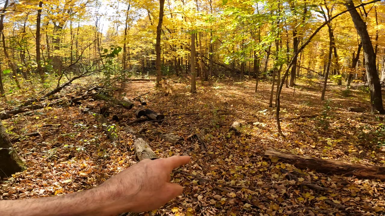 ☀️ Hiking Trans Canada Trail in Ottawa🍁🍂 Fall Edition 🐍 Found A Snake In The Woods 🪵