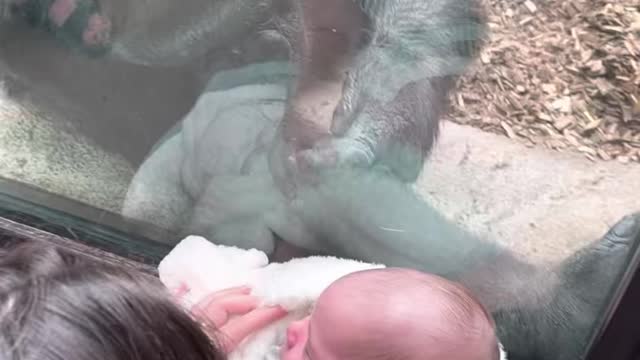 Mother shares a very unique maternal bond with Gorilla