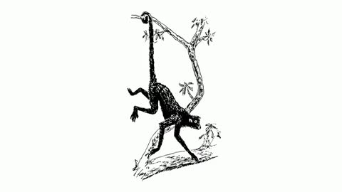 Why Do Animals Have Tails_