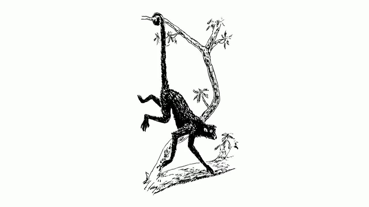 Why Do Animals Have Tails_