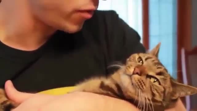 Funny cats - Funny Cats React To Kisses