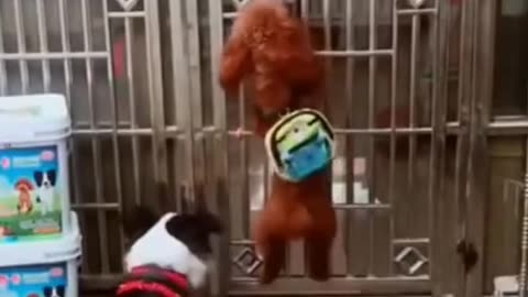 Funny Dog video 2024