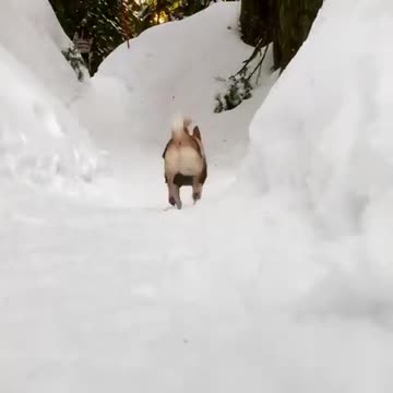 Crazy little dog runs into the camera