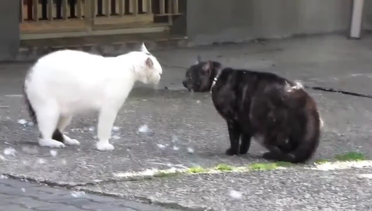 Mad Russian cats / cat fight