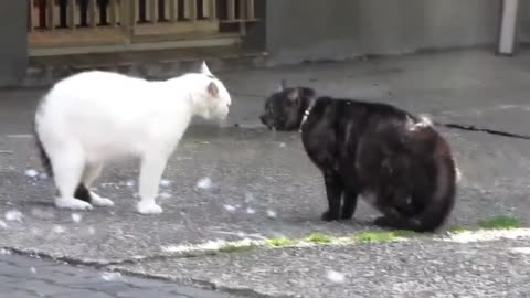 Mad Russian cats / cat fight