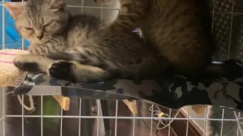 Kitty Massages His Brother's Stress Away